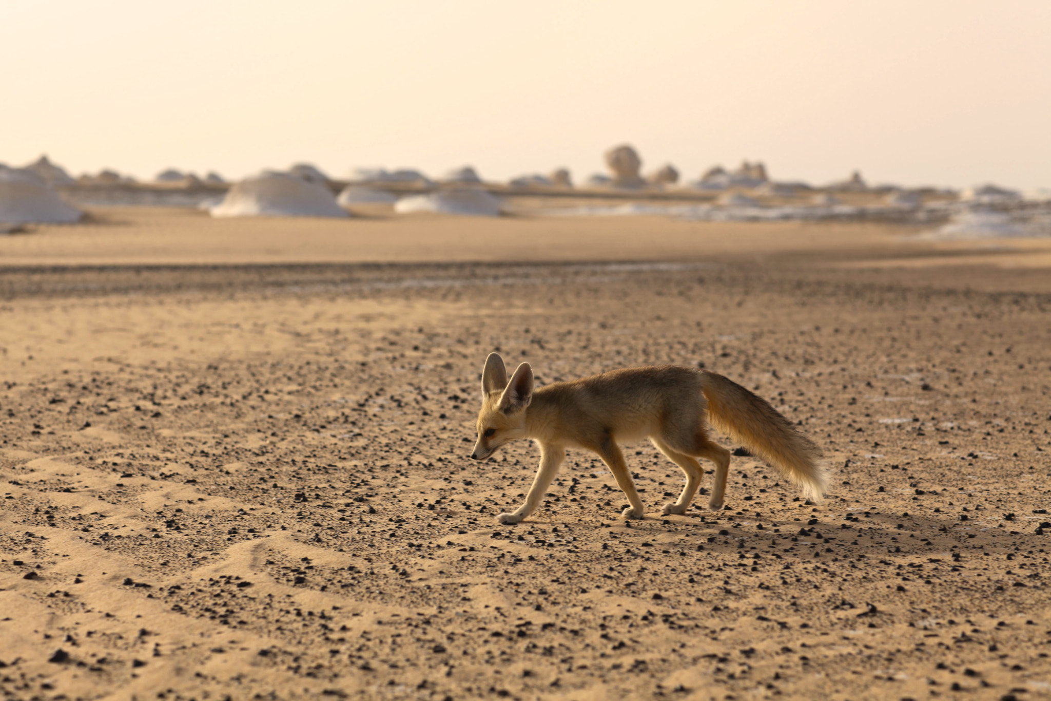 White Desert Egyptian Fennec Fox by Jane Vizzi / 500px