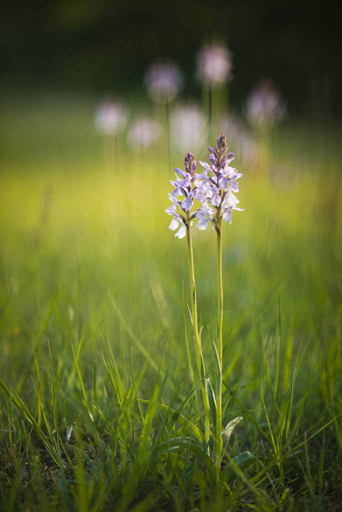Orchid time by Jose Gieskes on 500px.com