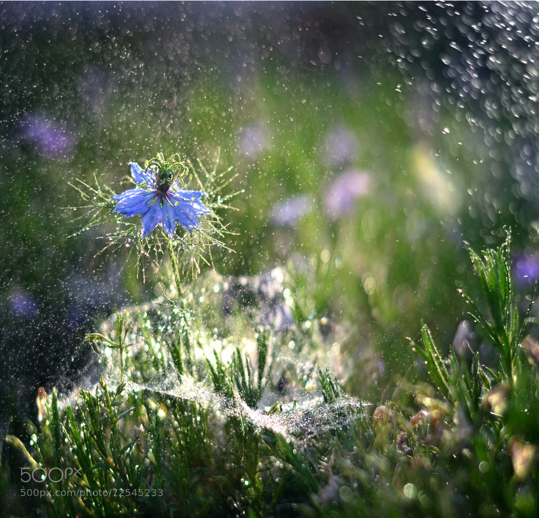 Delicate Odour