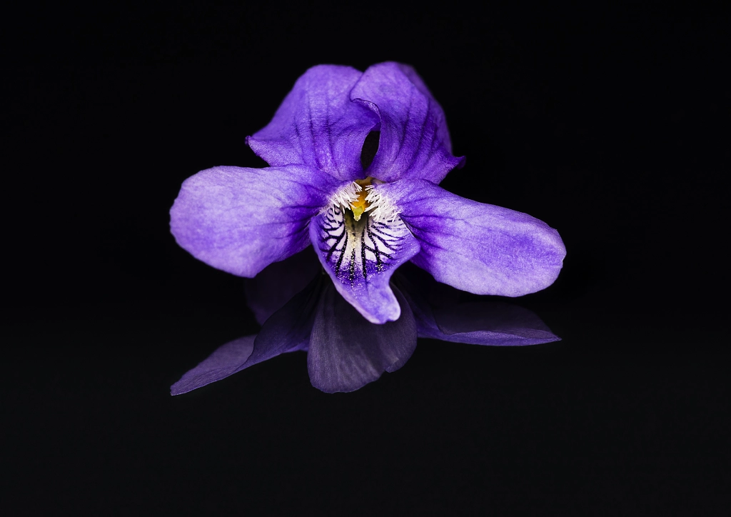 Viola Riviniana (Common Dog Violet) by James Johnstone on 500px.com