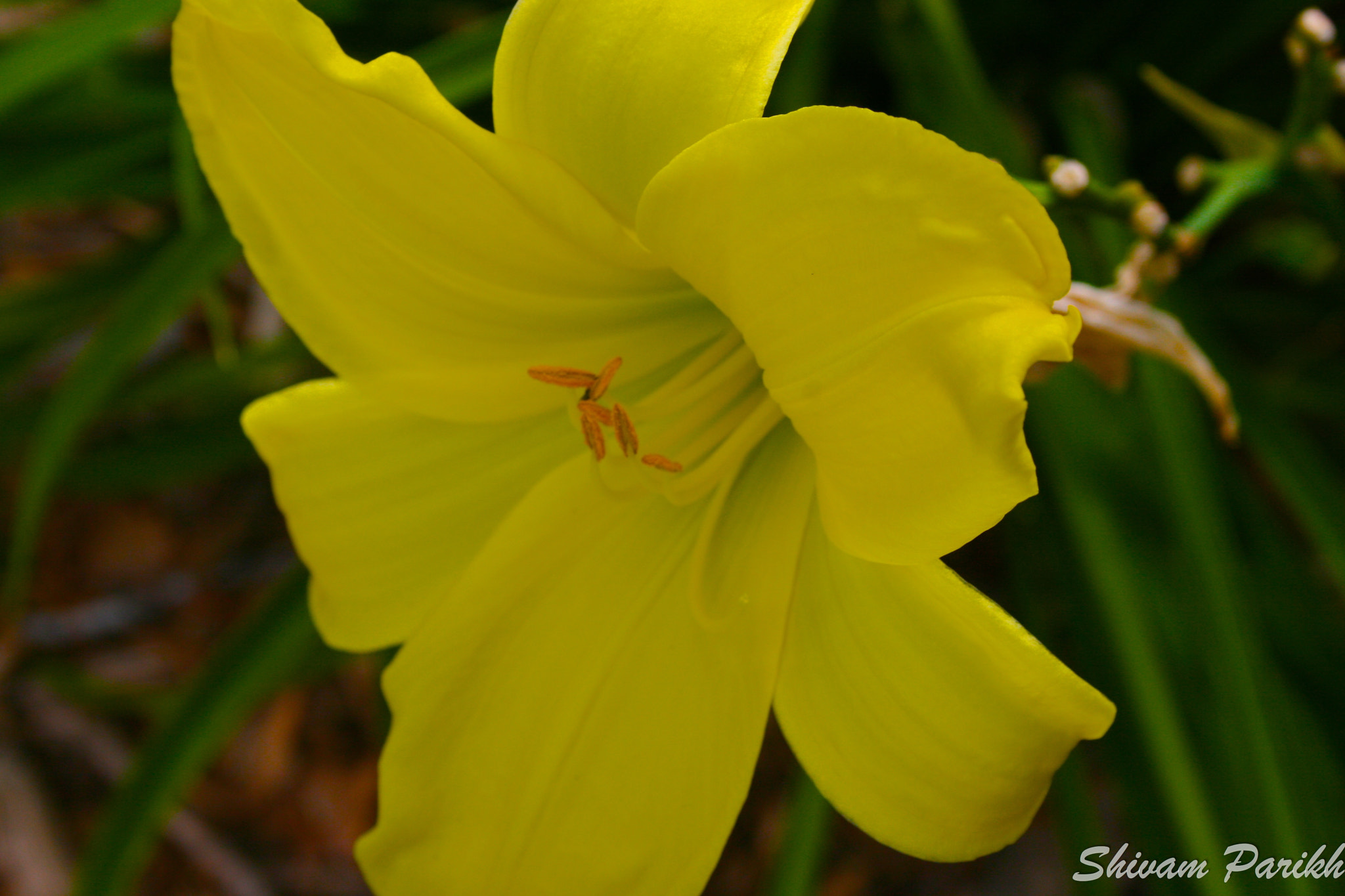 Yellow