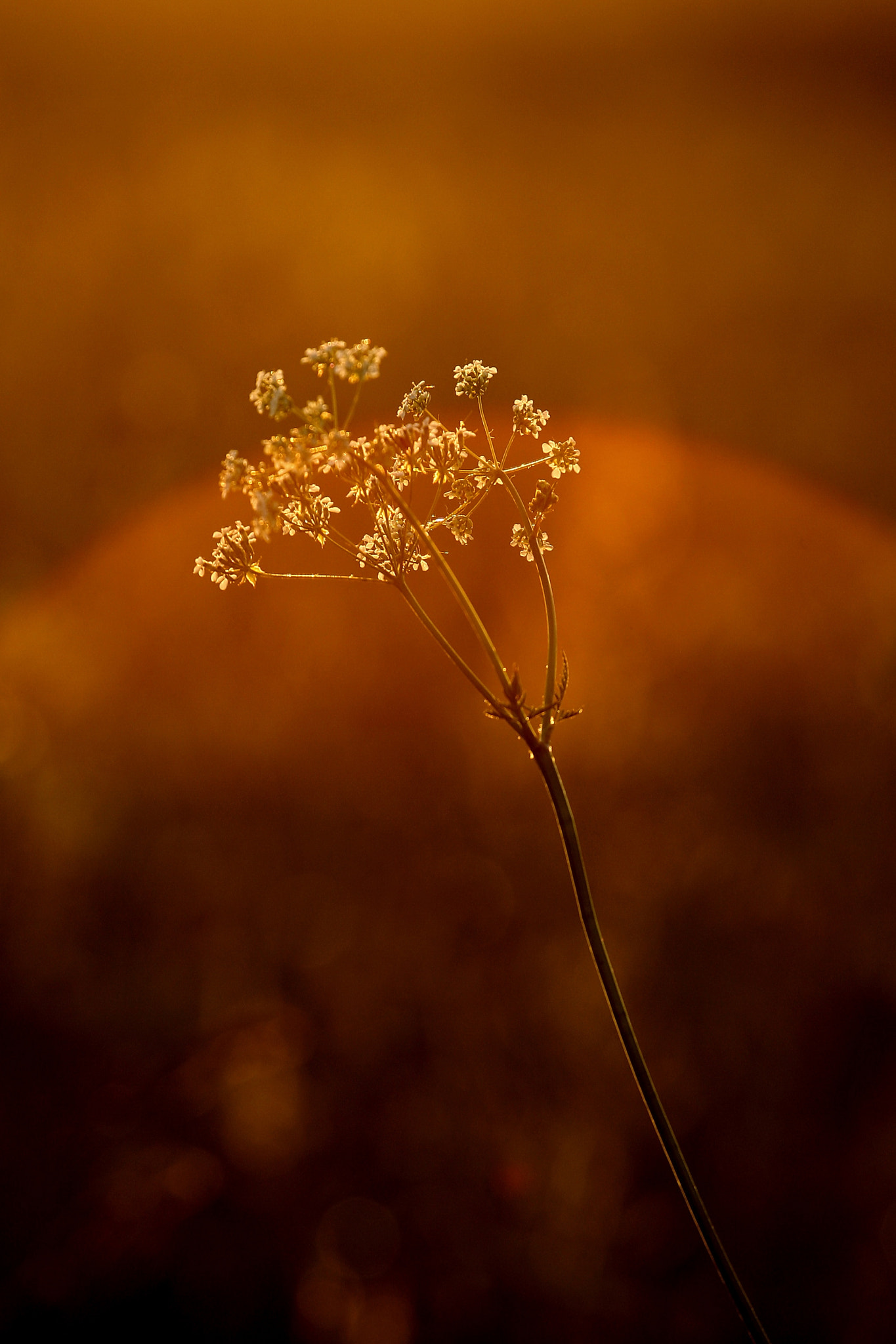 golden dusk