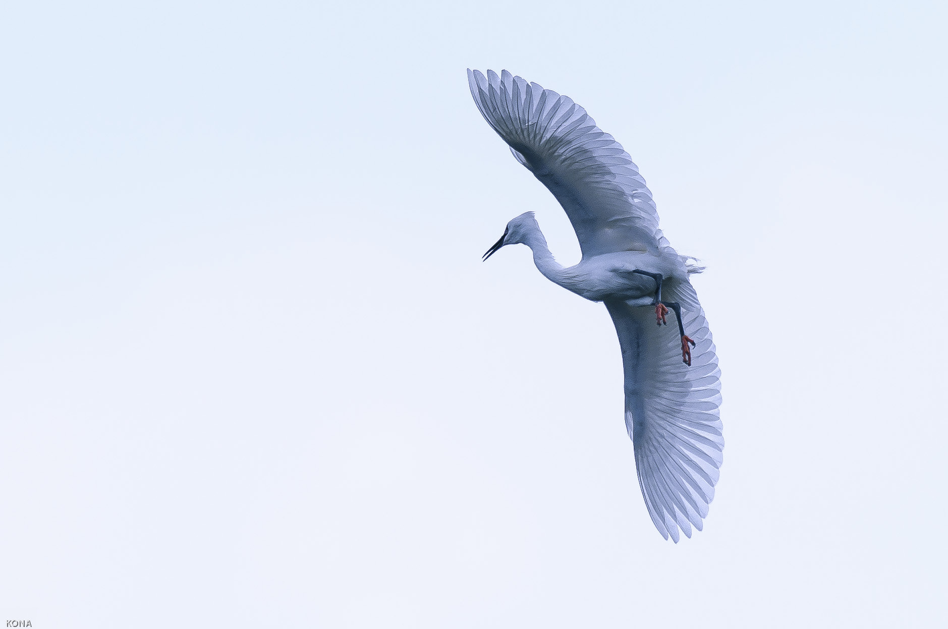 Nikon AF-S Nikkor 400mm F2.8G ED VR II sample photo. Sagi photography