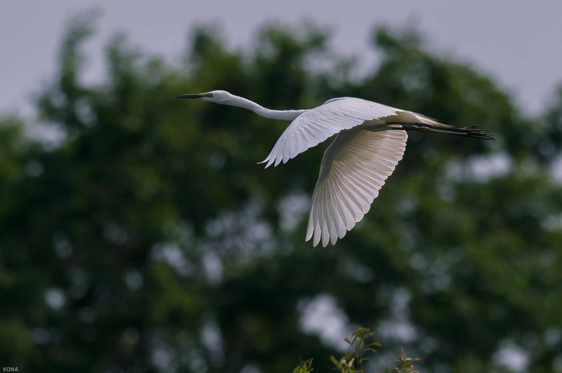 Nikon AF-S Nikkor 400mm F2.8G ED VR II sample photo. Sagi photography