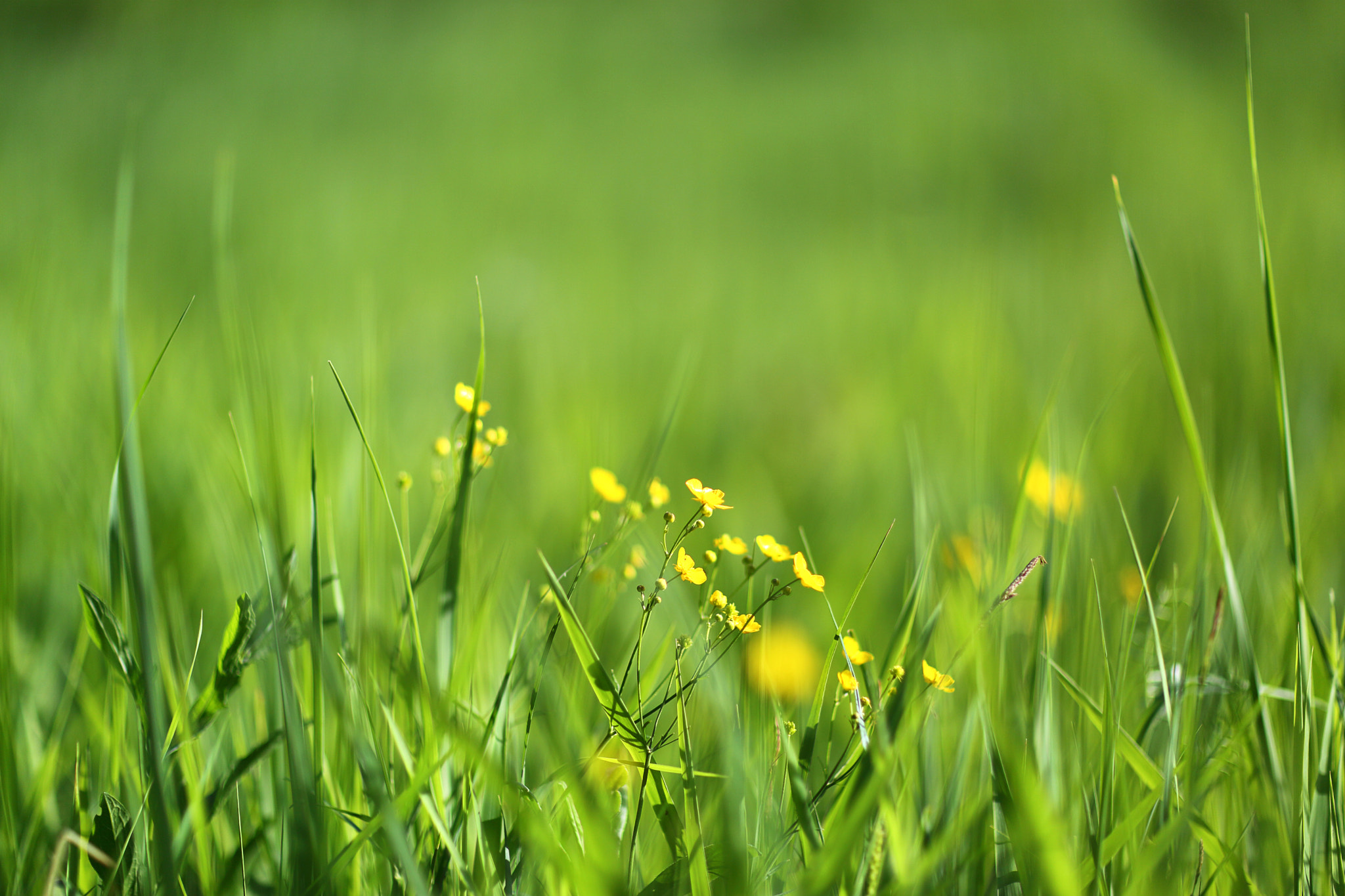 Meadow flowers