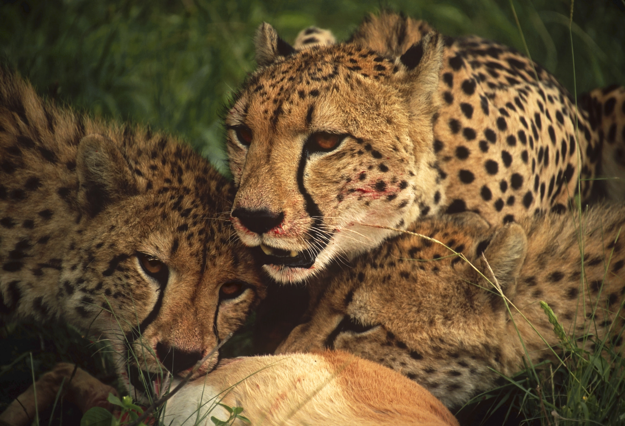 Feeding Frenzy