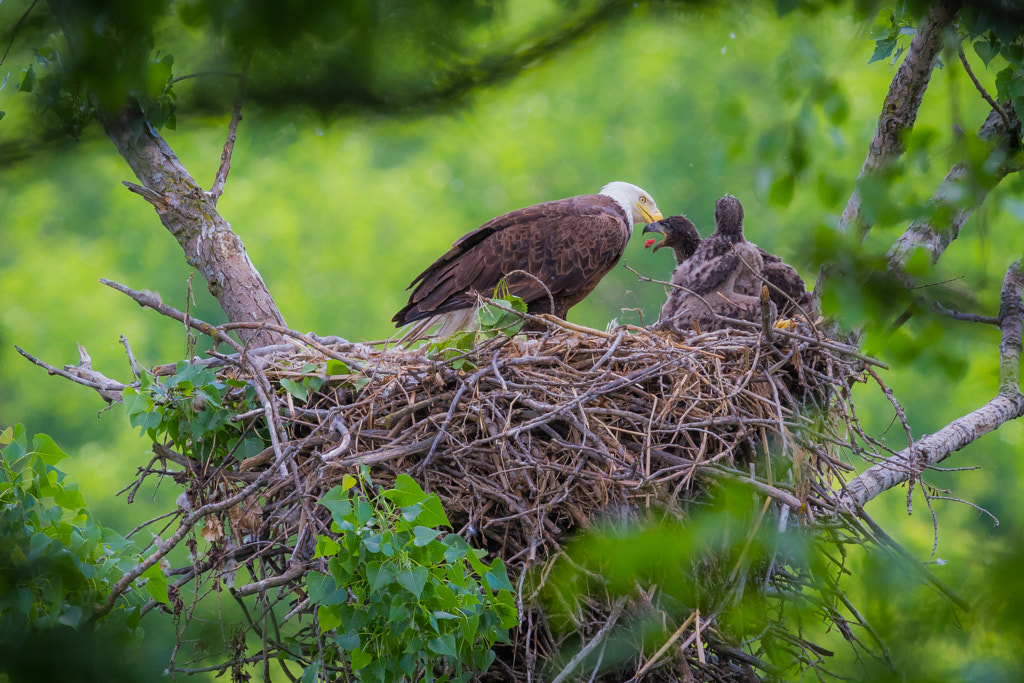 Bald Eagle Feeding Facts About Eagles: what does an eagle nest look like