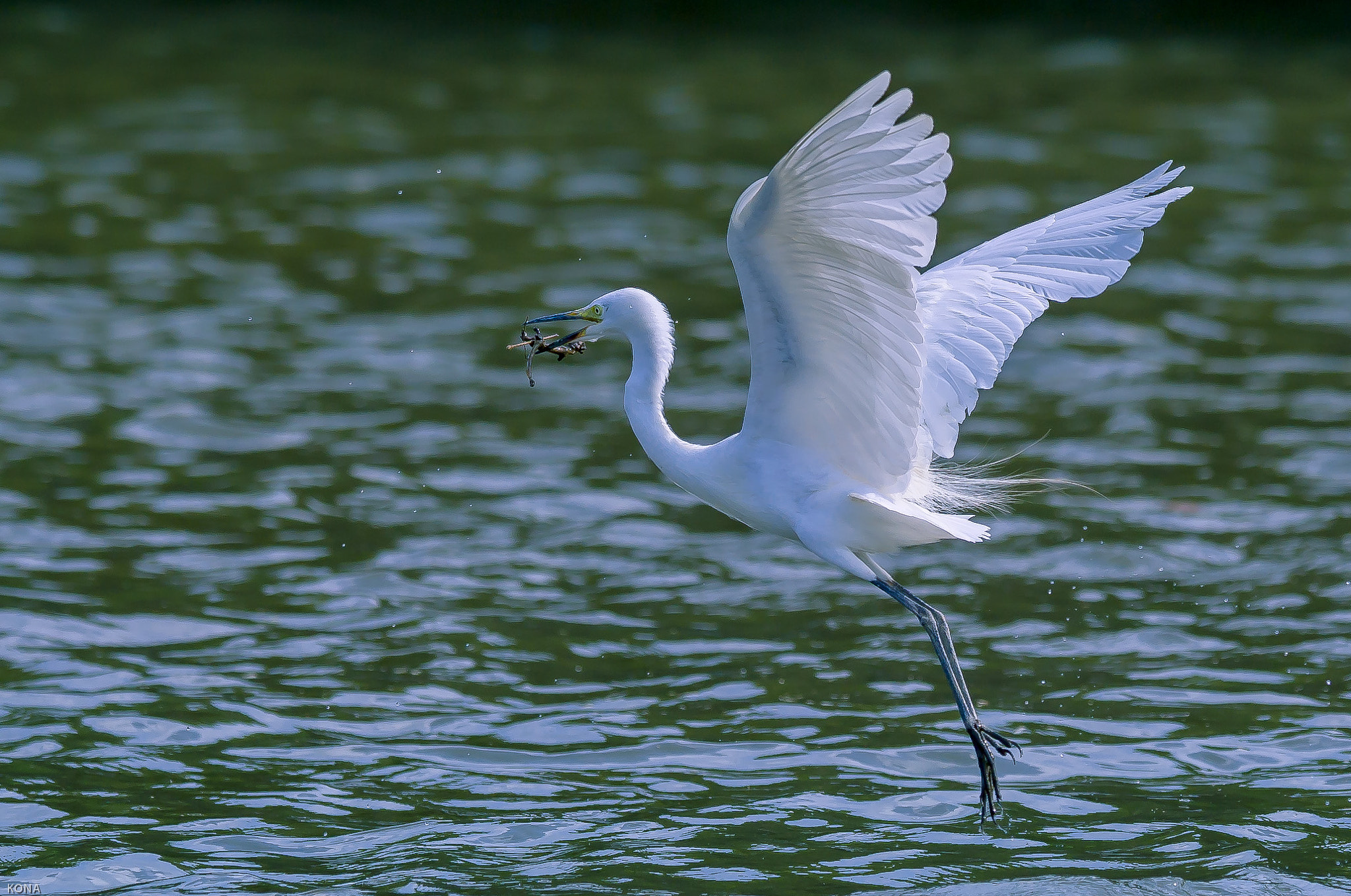 Nikon AF-S Nikkor 400mm F2.8G ED VR II sample photo. Sagi photography