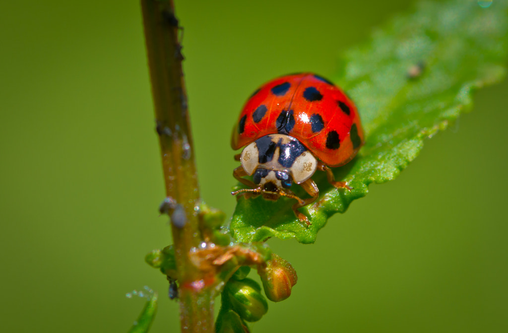 Ladybird up close by Darrell Raw on 500px