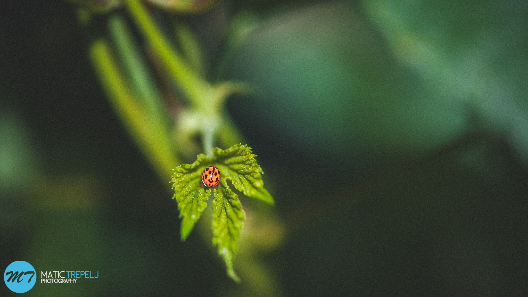 Ladybird on hops