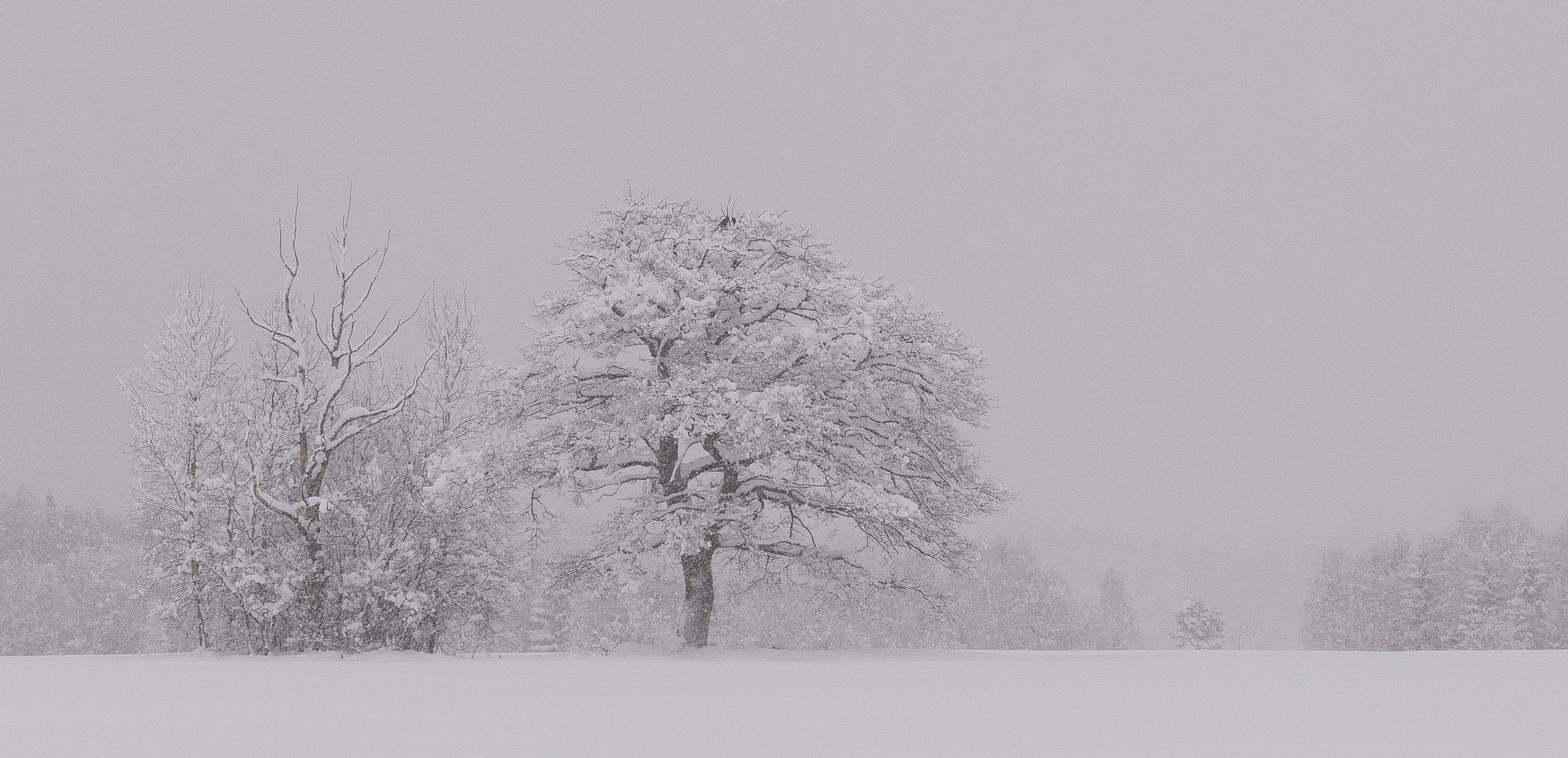 The Winter Weather
