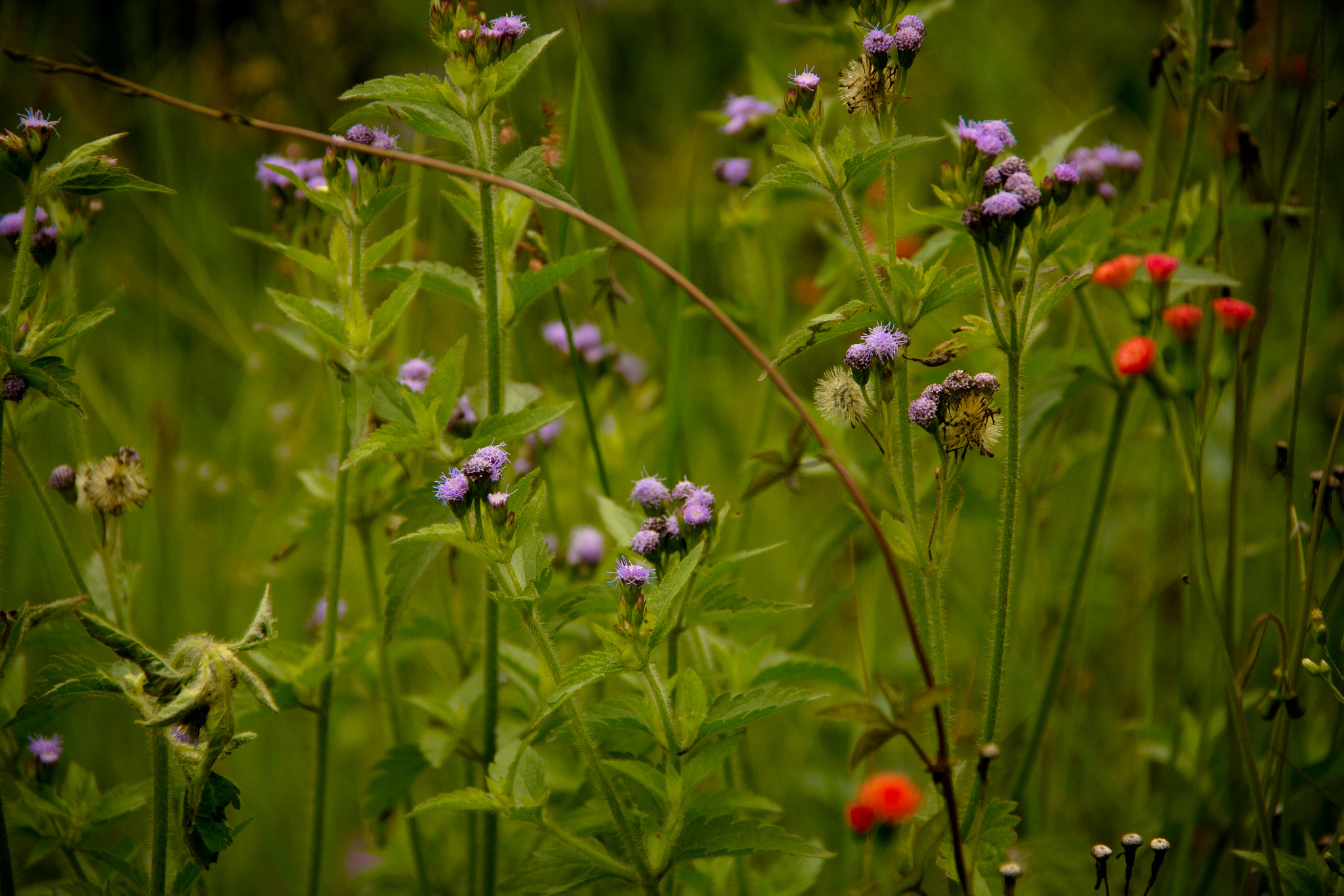 Flores do Campo