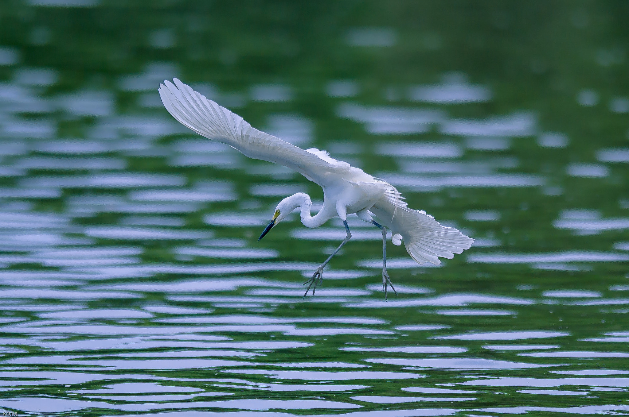 Nikon AF-S Nikkor 400mm F2.8G ED VR II sample photo. Sagi photography