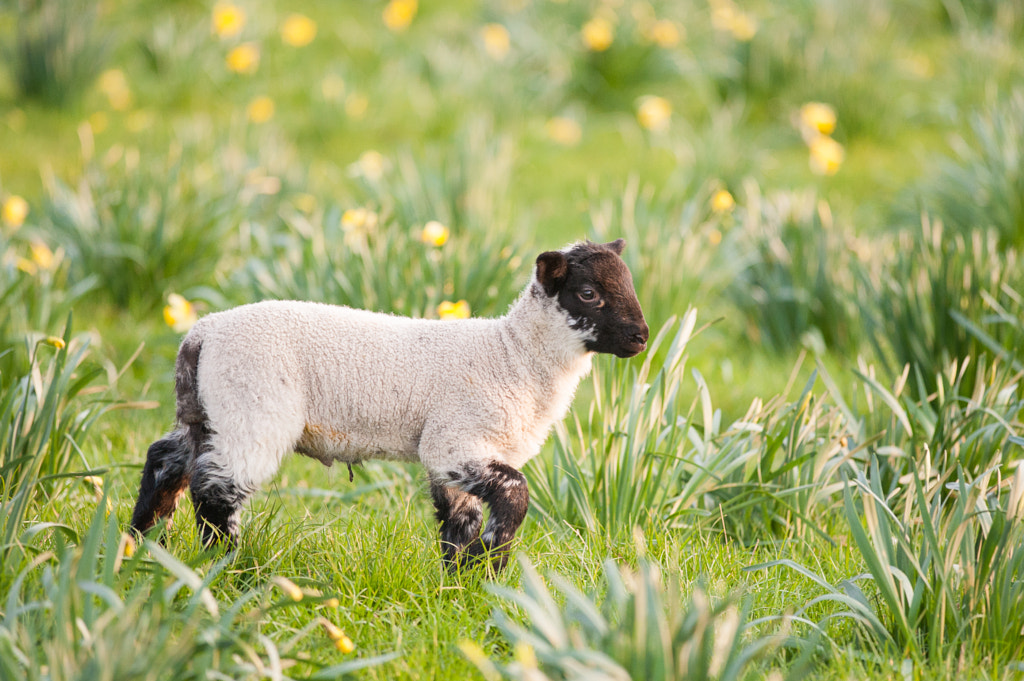 Lamb in a daffodil patch by Christopher Cullen on 500px.com
