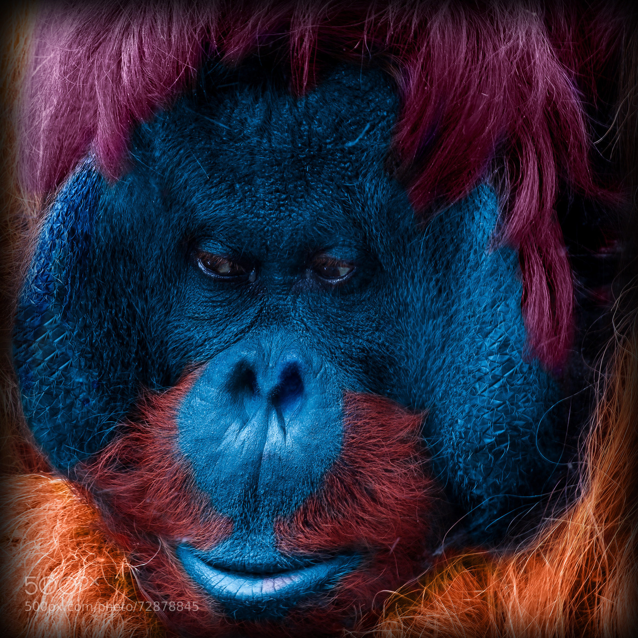 A portrait