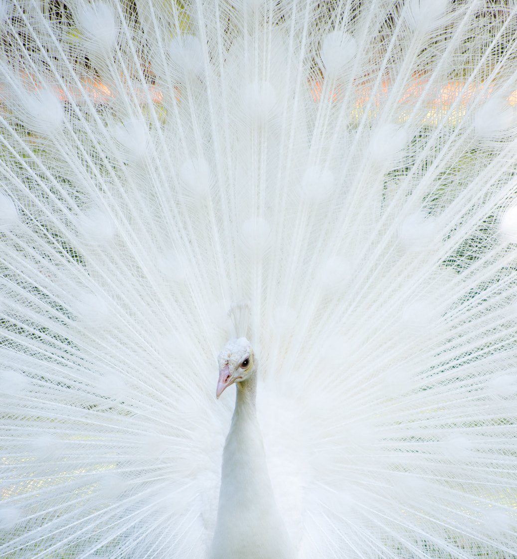 White Peacock