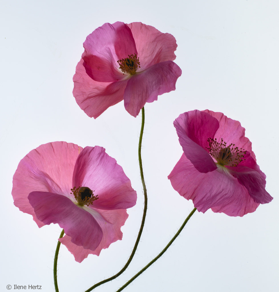 Pink Poppies by Ilene Hertz on 500px.com