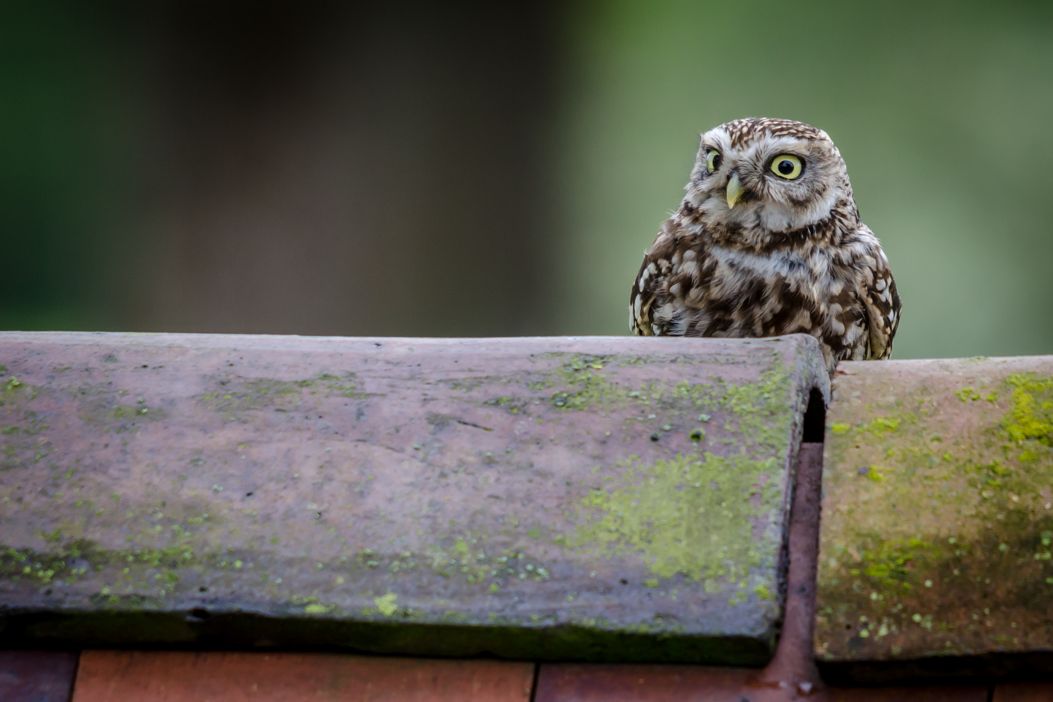 Wild Little Owl