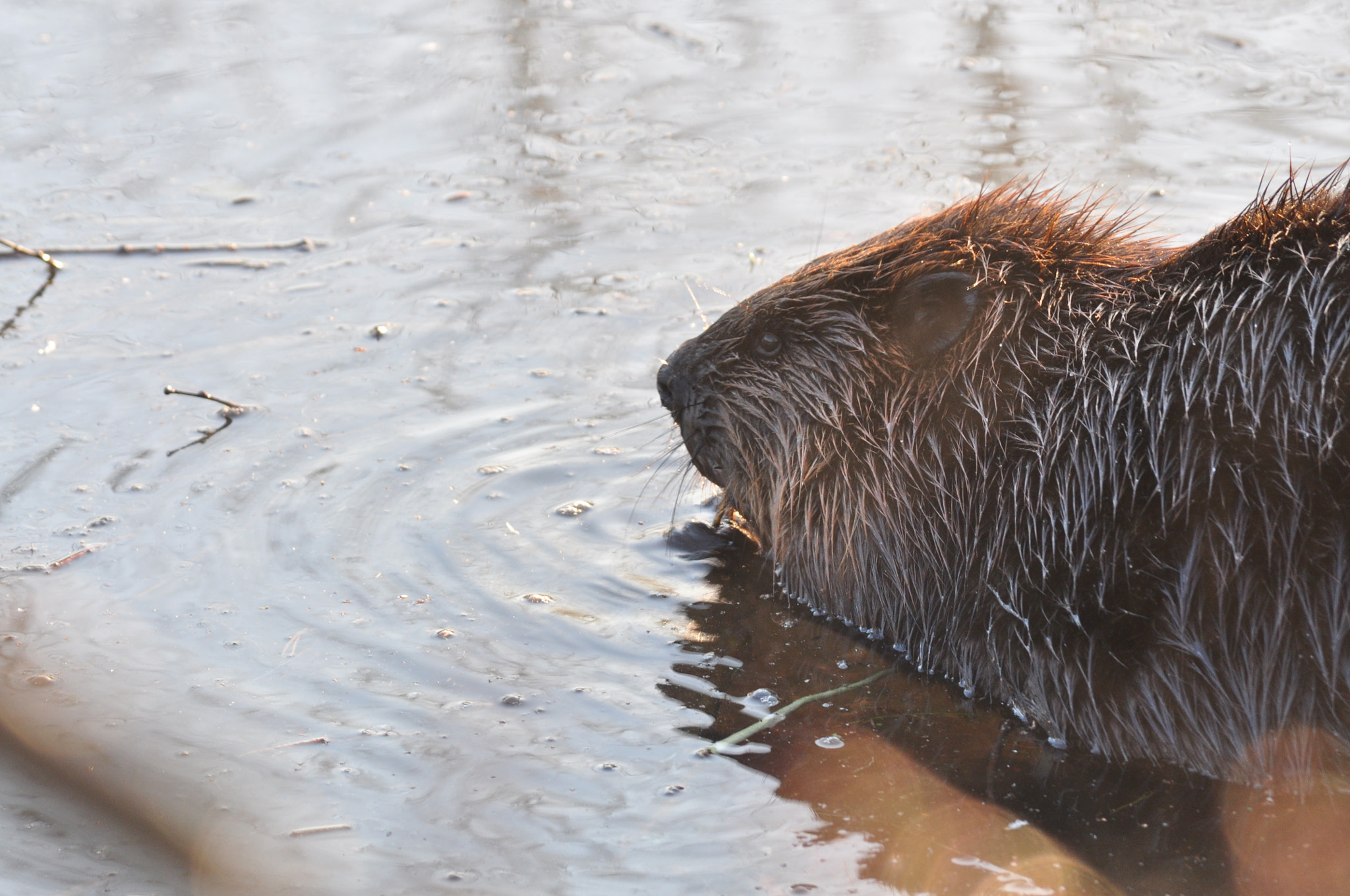 Beaver