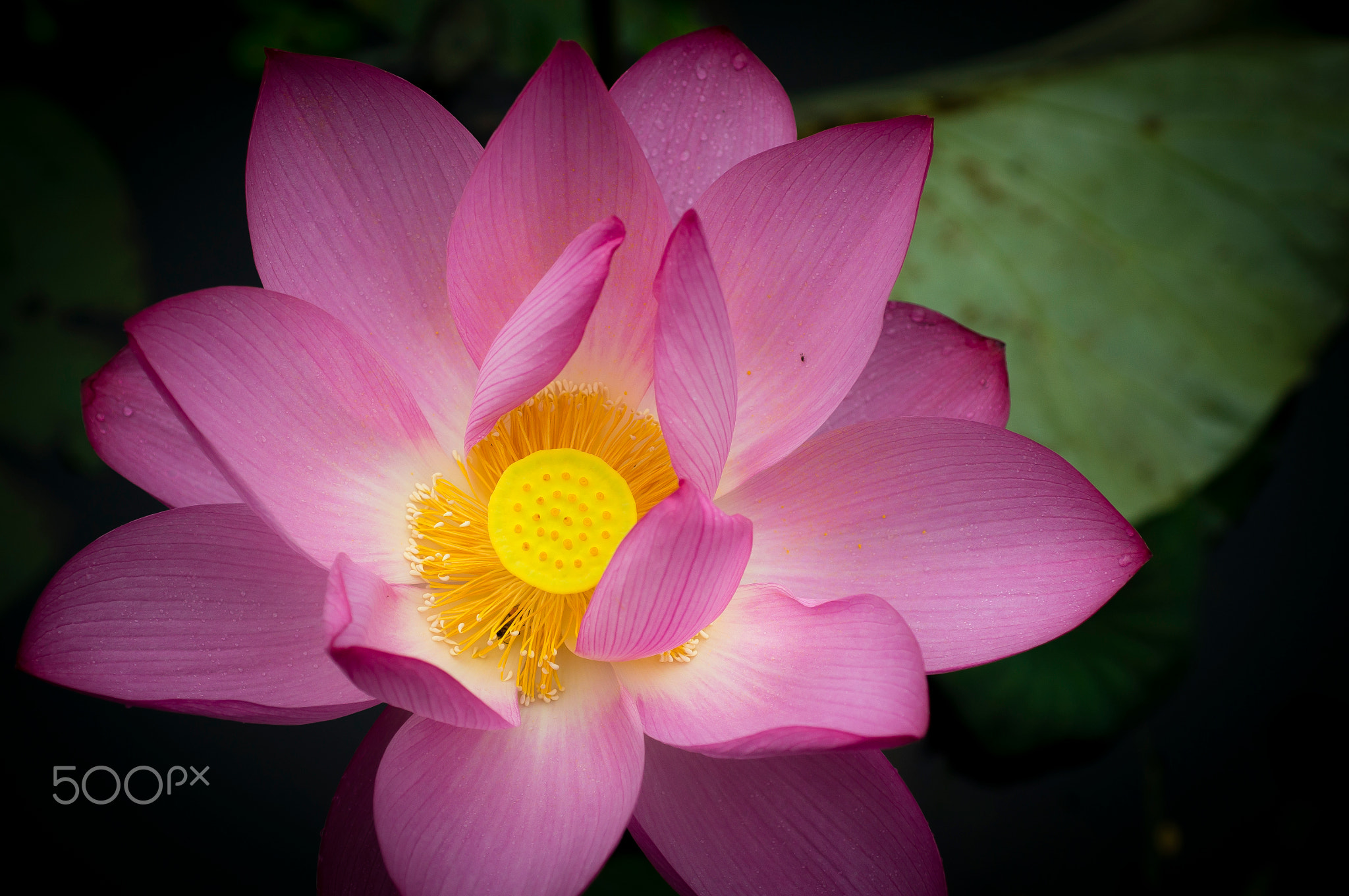荷｜Lotus