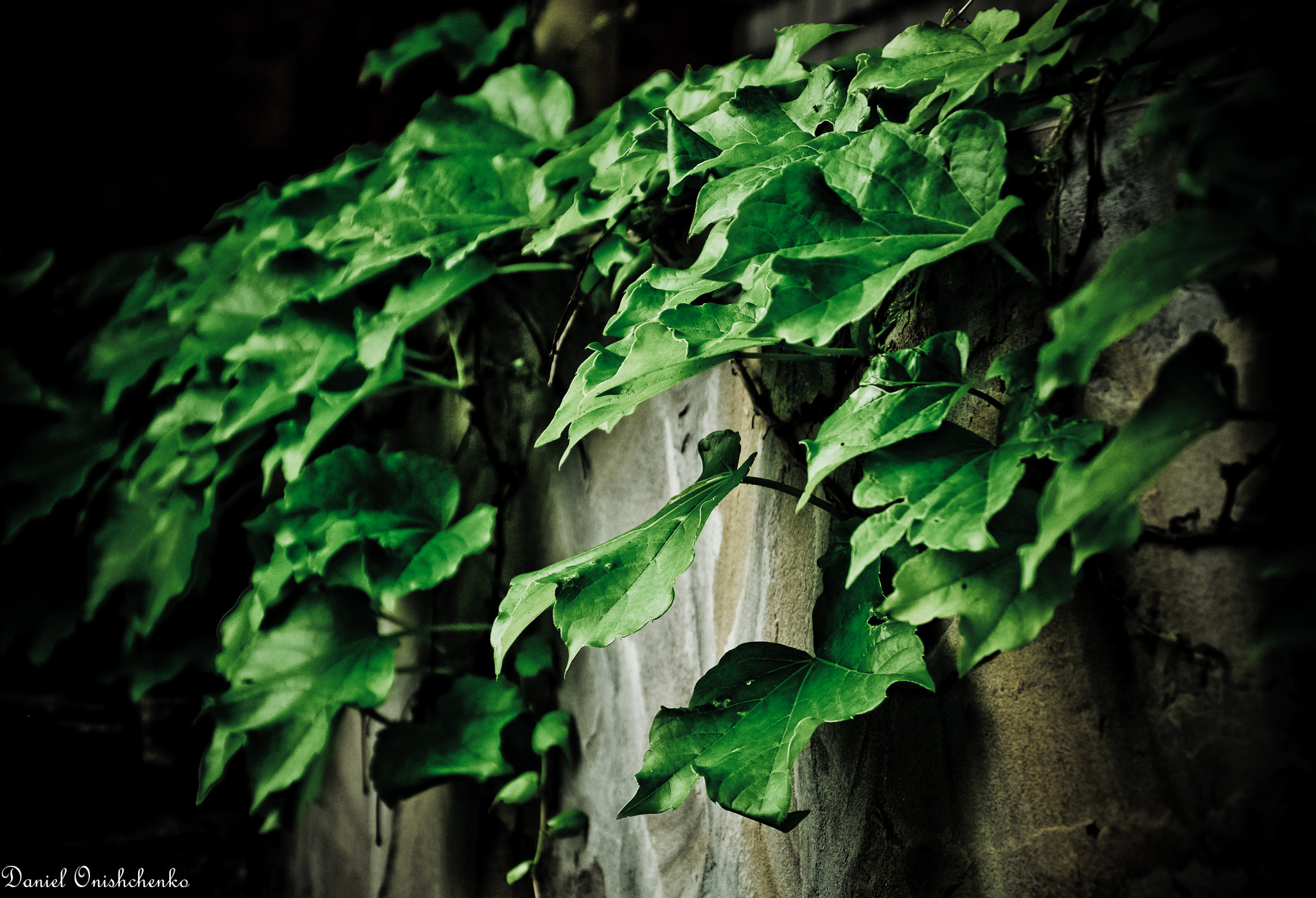 Grape leaves