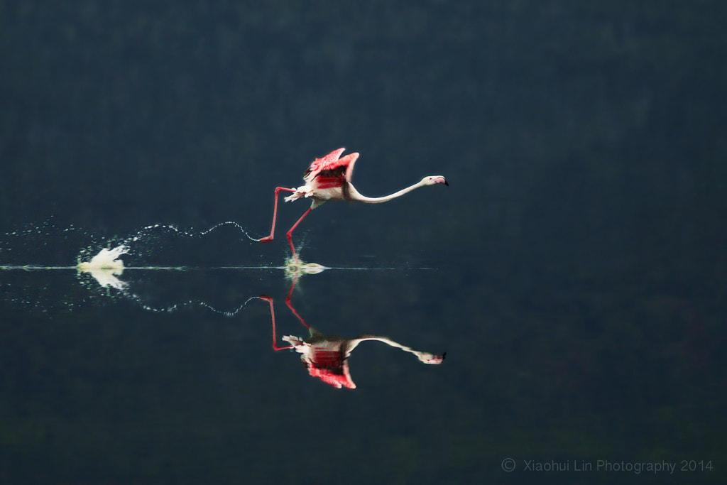 flamingo by Xiaohui  Lin on 500px.com