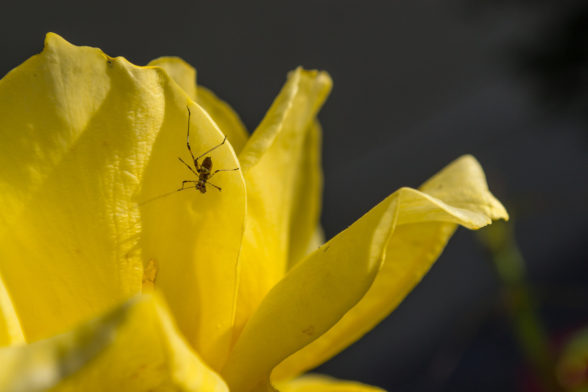 Bug basking in the sunlight on a flower
