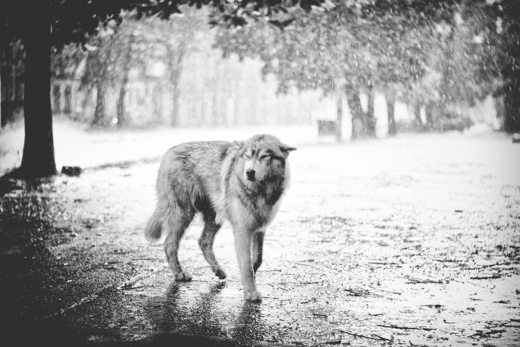 wolf in abandoned city by Jan Wolanski on 500px.com