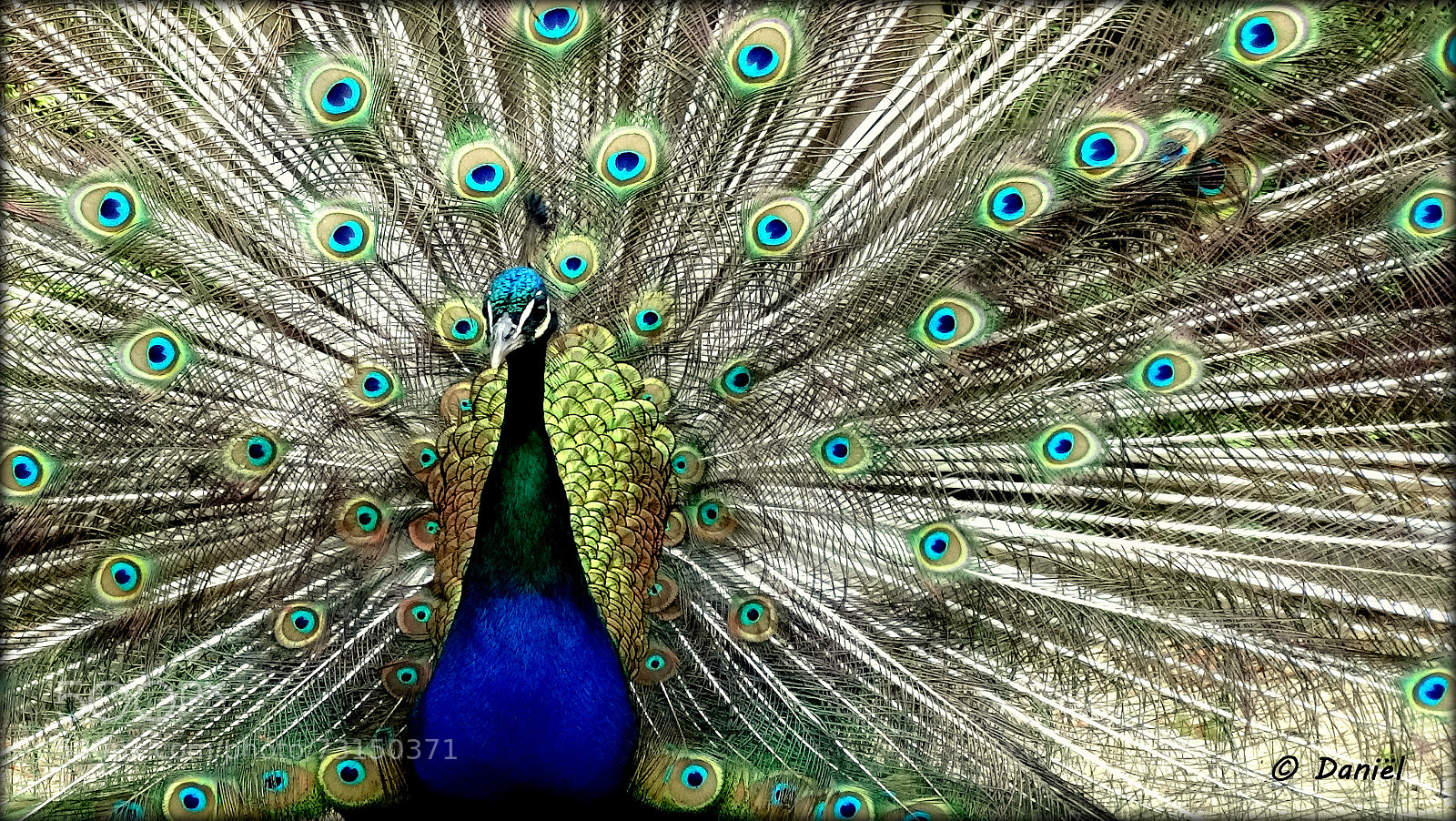 Sony Cyber-shot DSC-HX300 sample photo. Peacock ... .. . photography