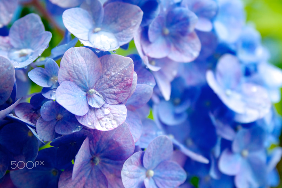 陽炎photos 500px