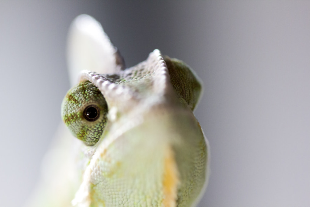 Veil Chameleon An eye on you by Juan Cardama on 500px.com