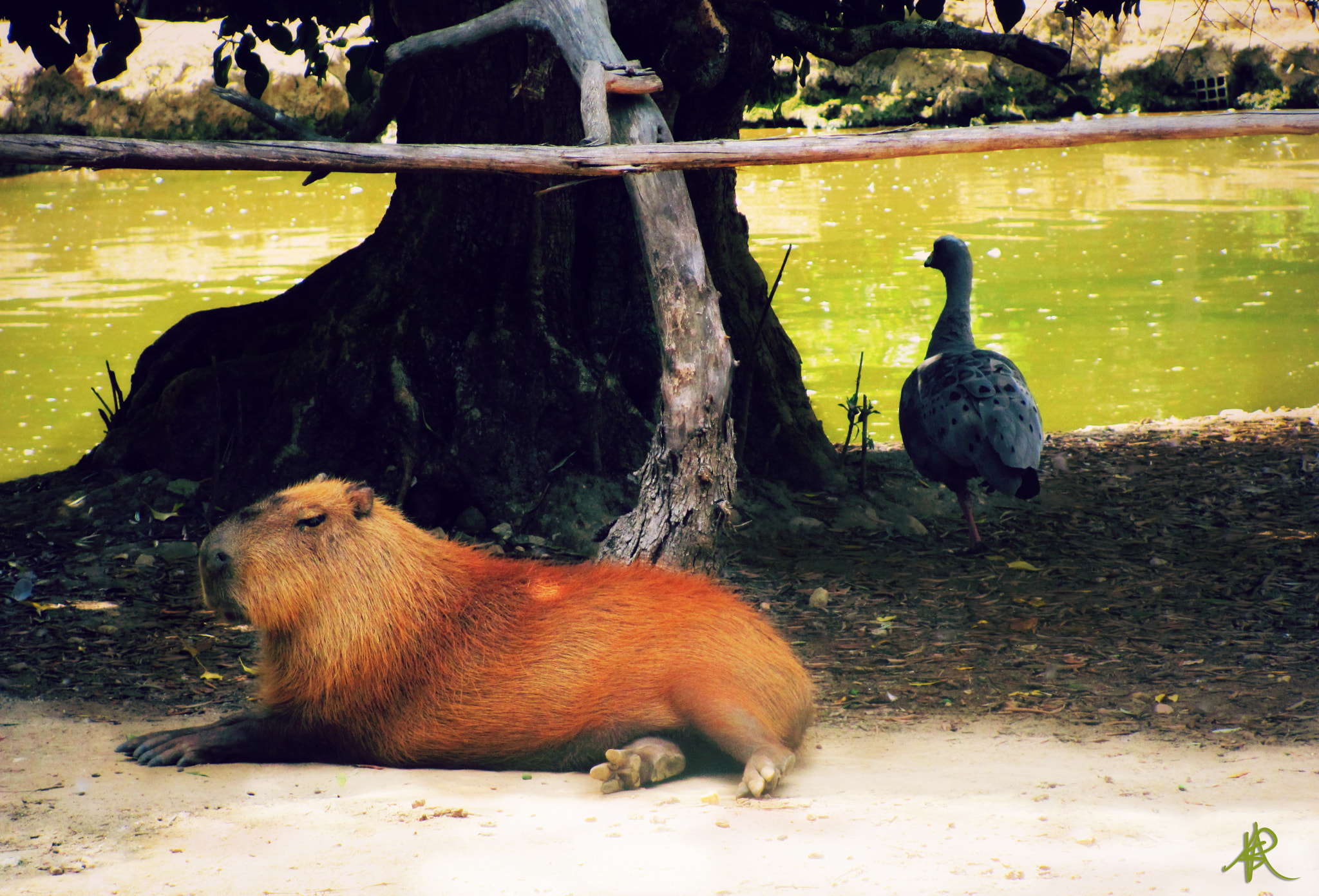 Capybara with a temper!!! Capivara com mau feitio!