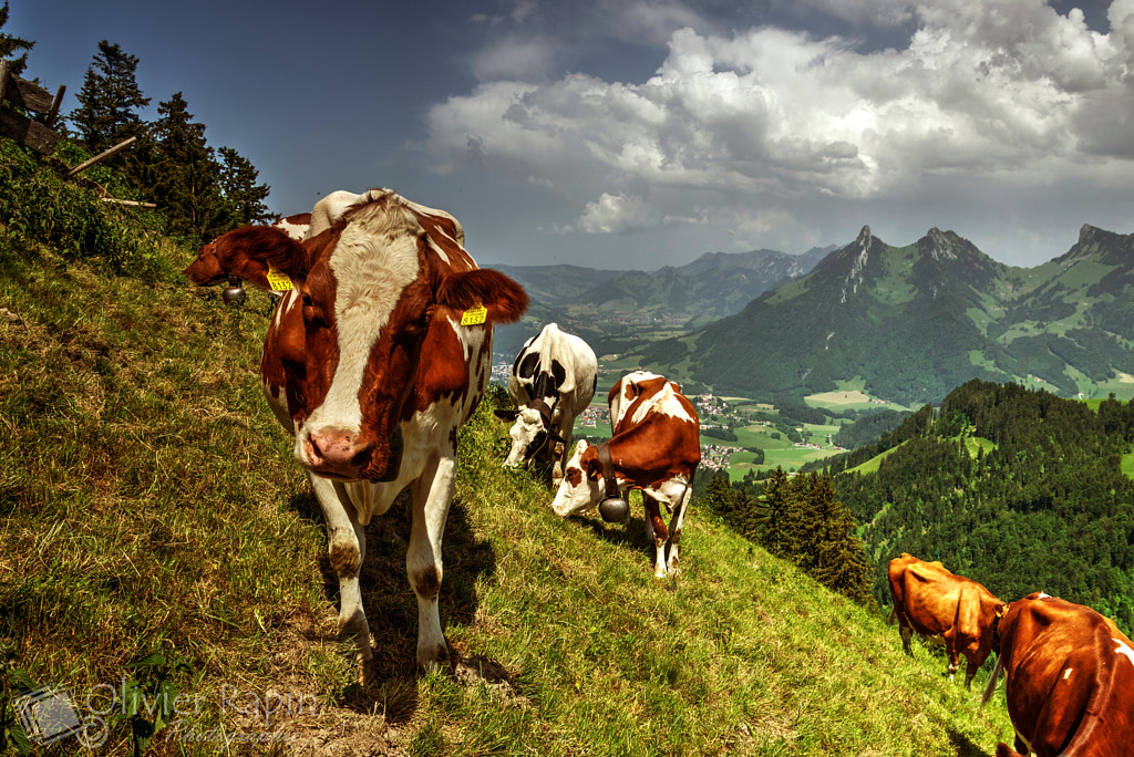 Vaches sur le Moléson by Olivier Rapin on 500px.com