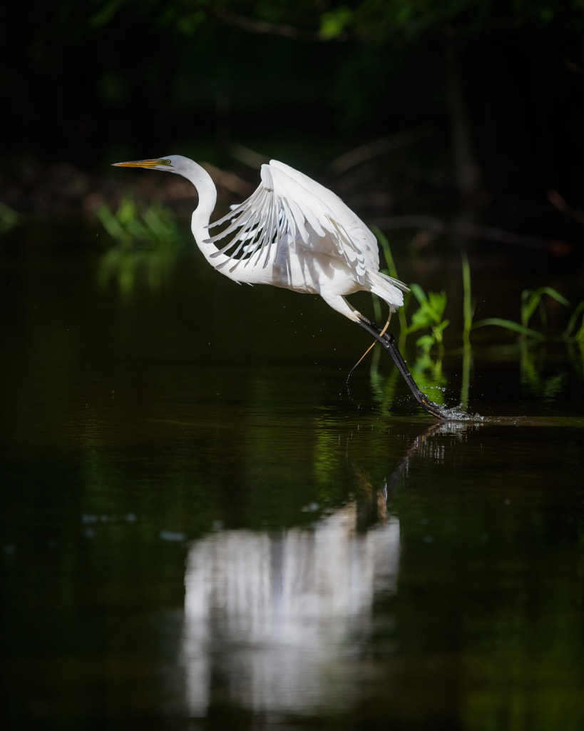 Great Egret Takeoff by Chris Hurst on 500px.com