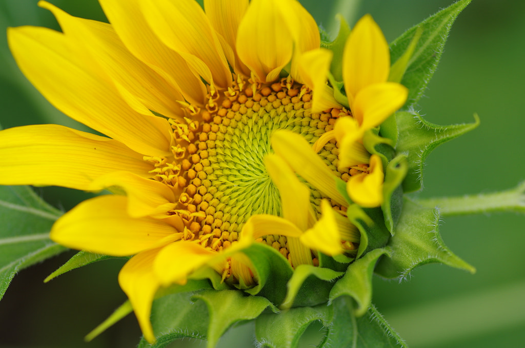 sunflower by Jun Dai on 500px.com