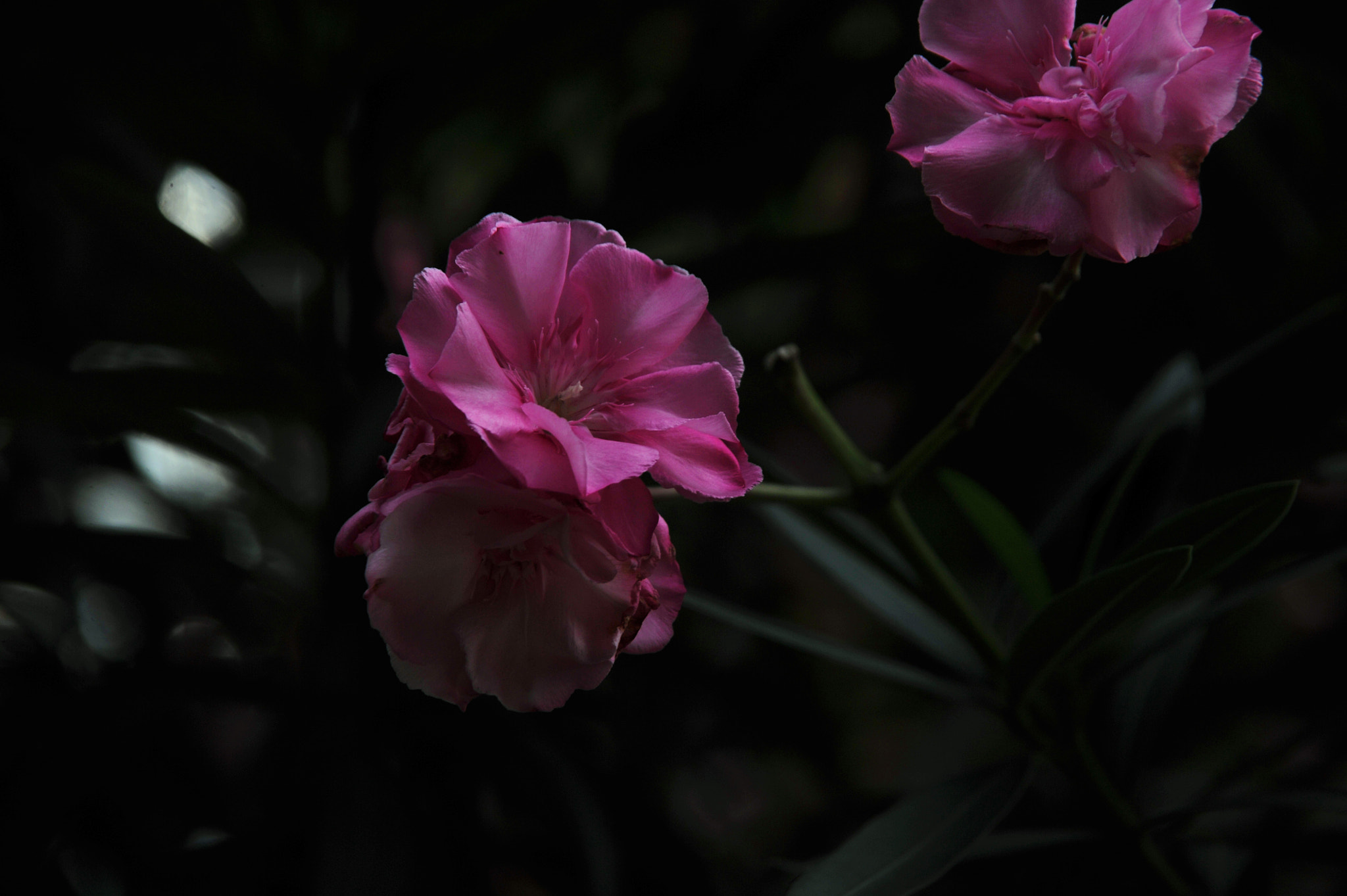 Nikon D3S sample photo. ...flowers... photography