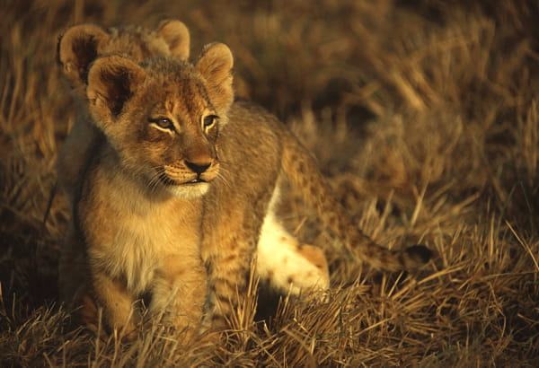 Sunrise Lion cubs