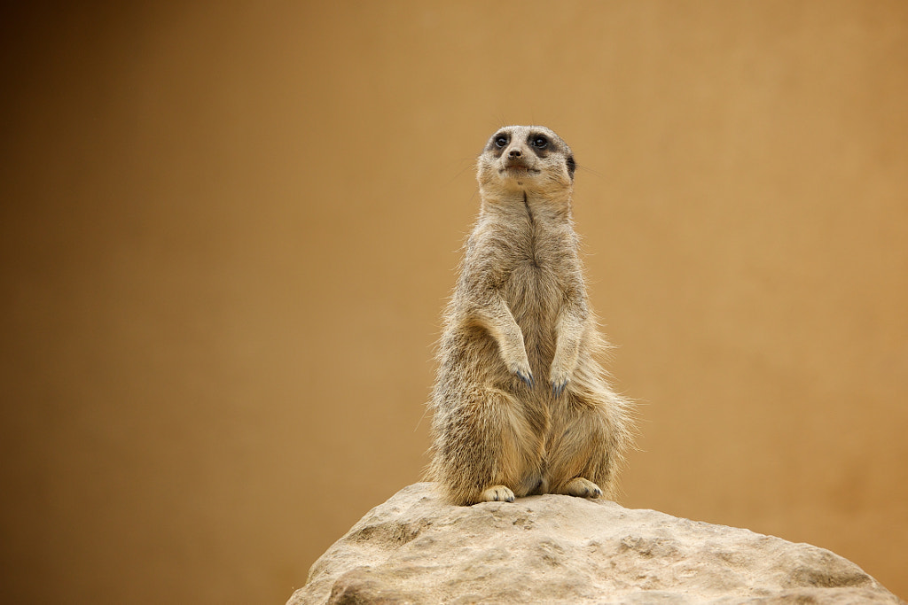 what animal is timon - meerkat