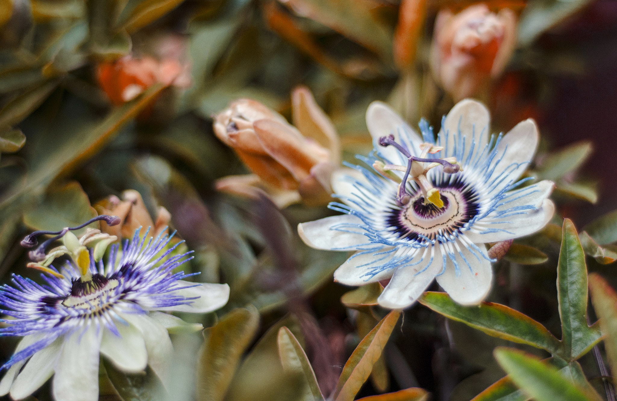 Passiflora