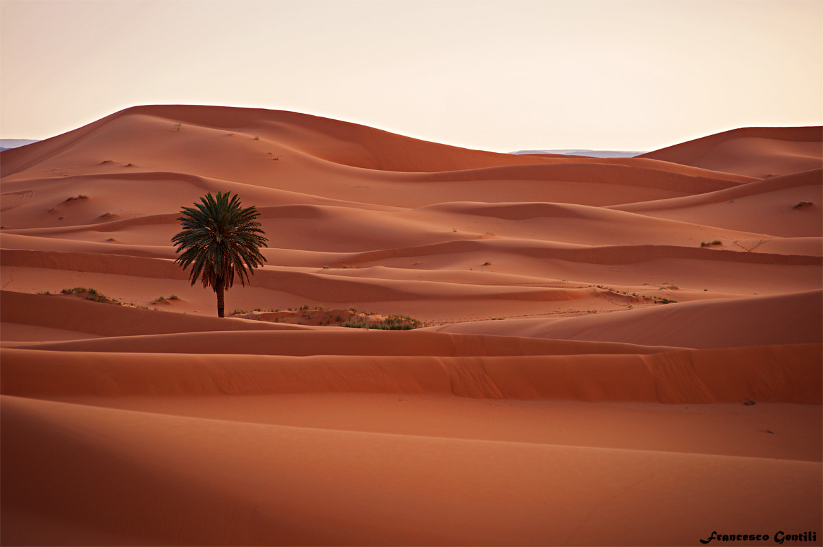 The silence sweet and bitter of the dunes