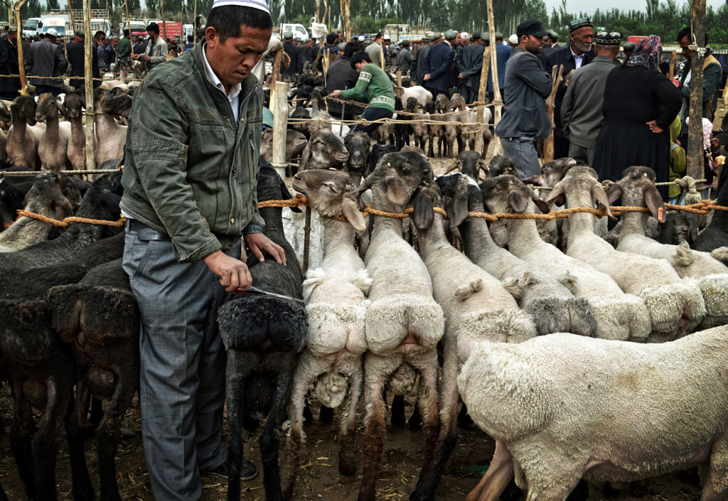 Grooming for Sunday Best by Haimo Gilbert on 500px.com