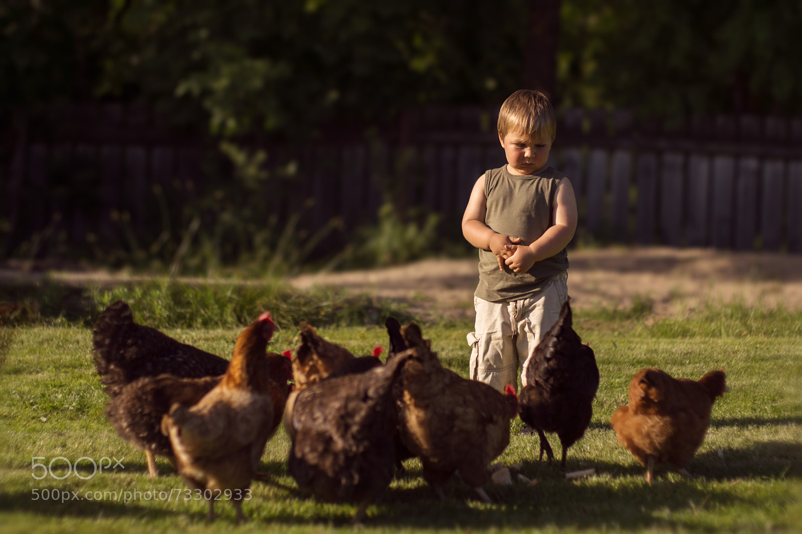 Sony SLT-A77 sample photo. Feeding the chickens photography