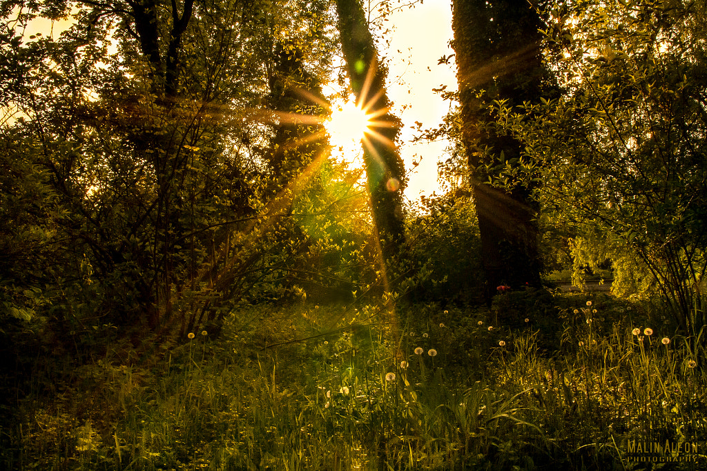 Between the rays by Malin Aleon on 500px.com