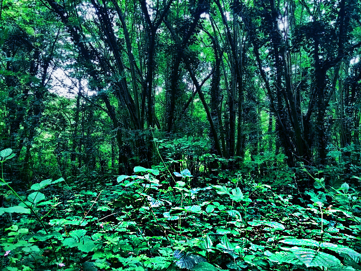 Love of Nature by Talal Abbasi / 500px | @500px