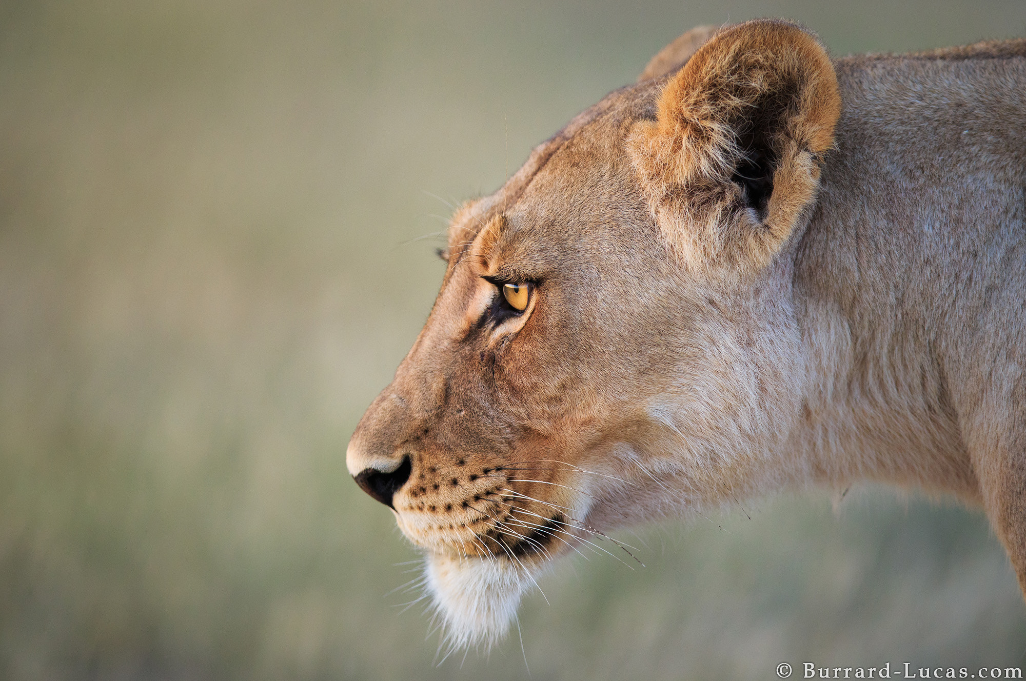 Eye of the Lioness by Will Burrard-Lucas - Photo 73347805 / 500px