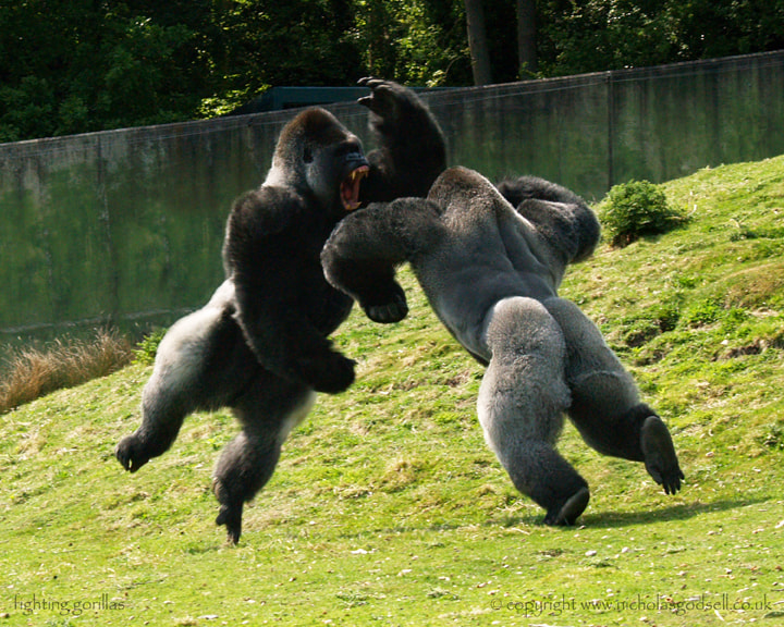 Fighting Gorillas by Nicholas Godsell Photo 7335663 / 500px