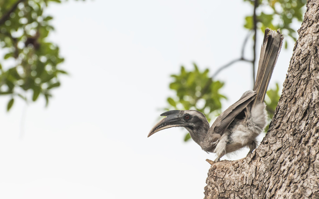 Indian grey hornbill by Prithvi Raj Singh Solanki on 500px.com