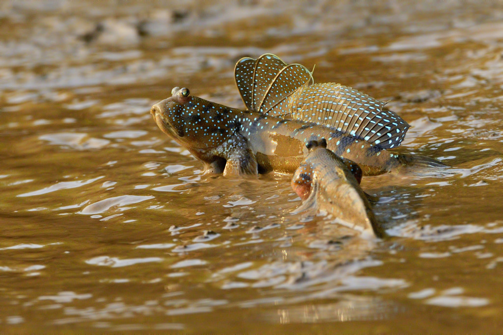 Mudskippers Facts About Mudskippers: The Fish That Walk On Land