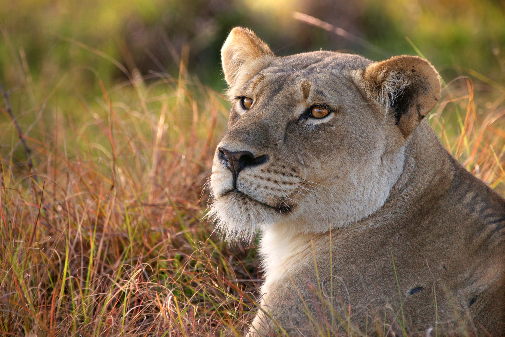 Lioness Portrait