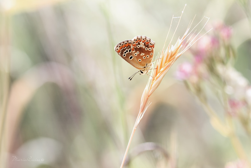 Princess of my kingdom by Maria Luisa Milla on 500px.com